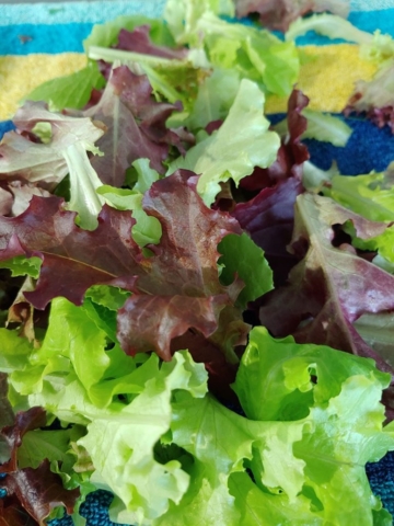 Spring Salad Mix