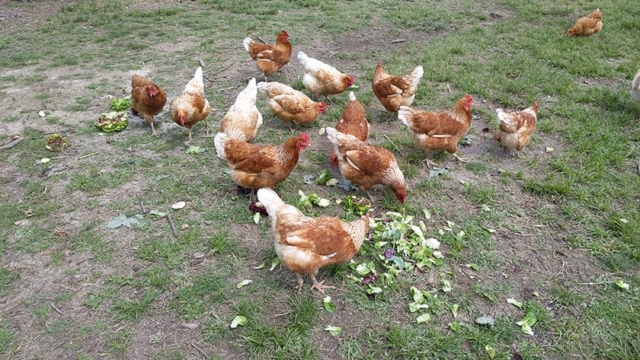 chickens