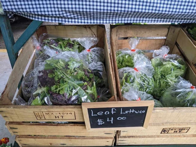 leaf lettuce