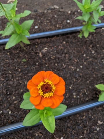 orange flower