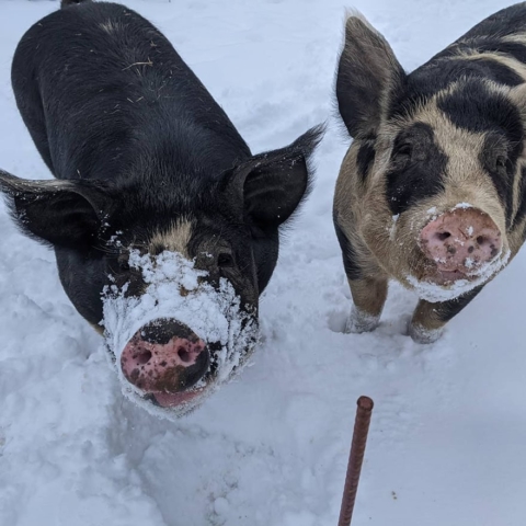 pigs at the farm