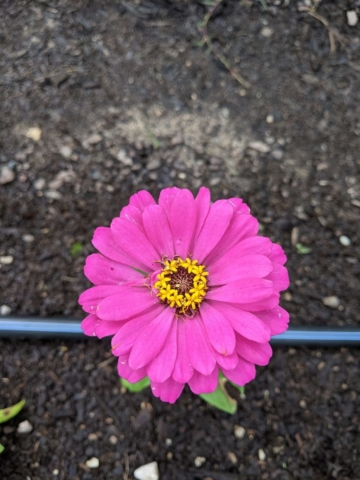 pink flower