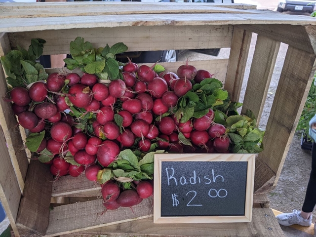 radishes