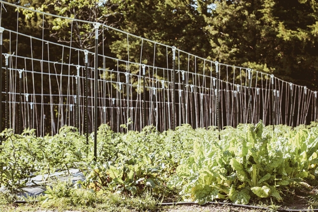 tomato field at paris natural farms