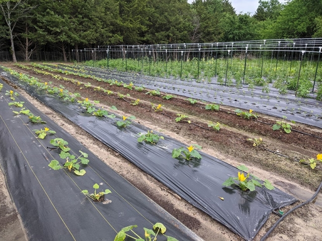 vegetable bed