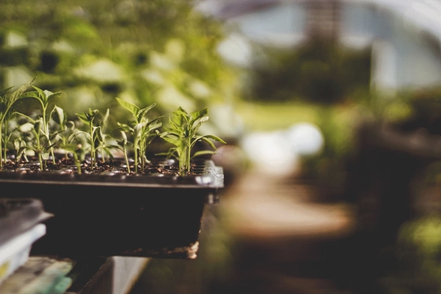 vegetable plants