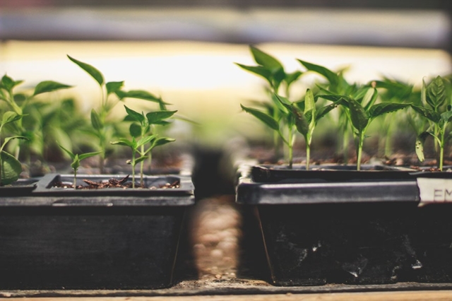 vegetable plants