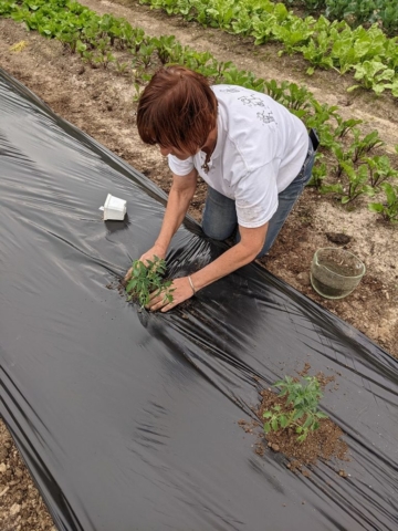 woman planting