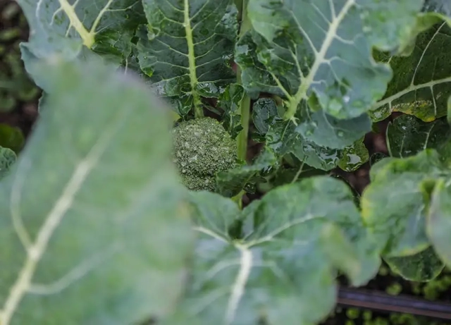 close up of produce with leaves