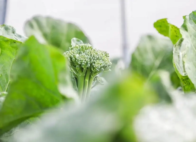 close up of produce