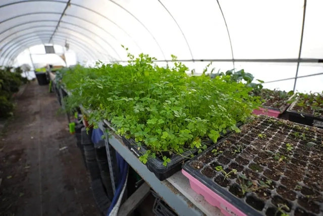 leafy produce in greenhouse