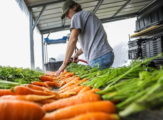 man hosing off row of carrots