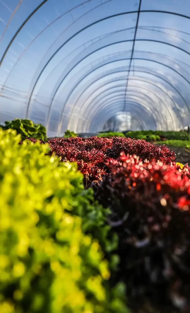 paris natural farms row of plants