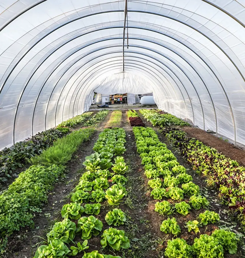 produce growing inside greenhouse