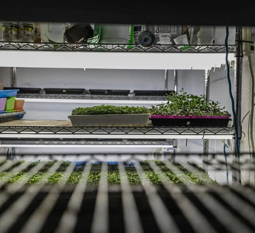 produce in trays on shelf