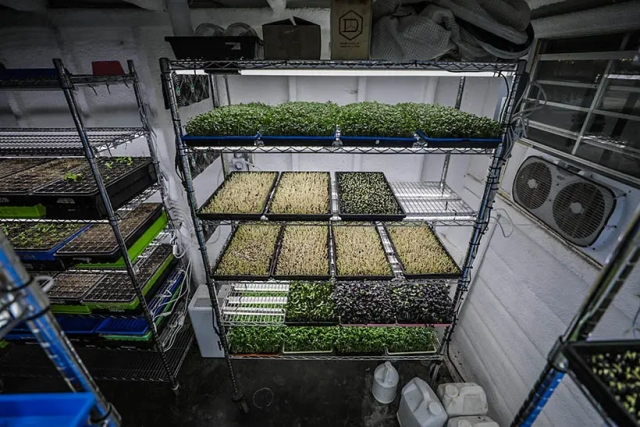 trays with plants and produce stacked on shelves