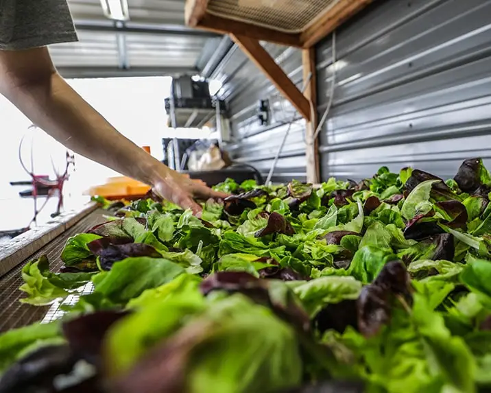 washing leafy produce